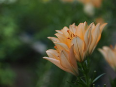 筥崎宮　花庭園の百合