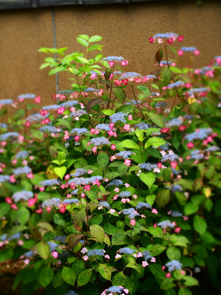 筥崎宮　花庭園の紫陽花