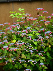 筥崎宮　花庭園の紫陽花