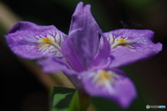 林に咲く花・ヒメシャガ