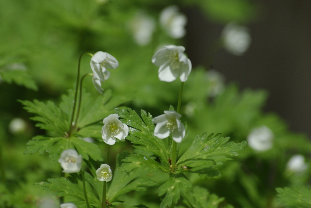 水辺の花・二輪草