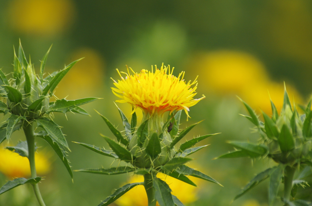 県の花　ベニバナ