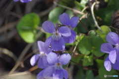 紫色の花・ﾀﾁｽﾎﾞｽﾐﾚ