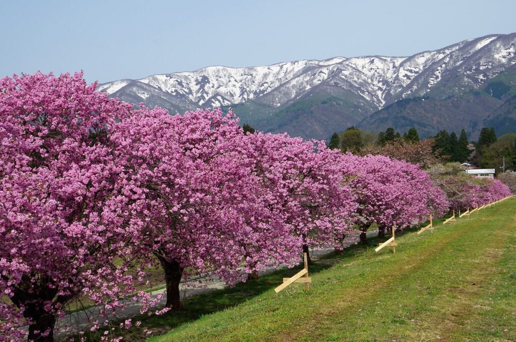 台の沢桜