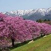 台の沢桜