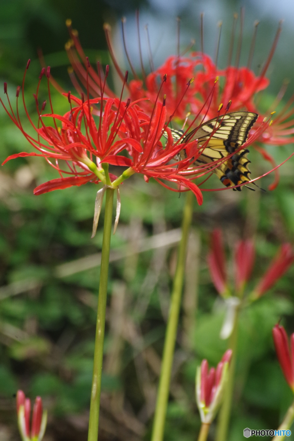 曼珠沙華
