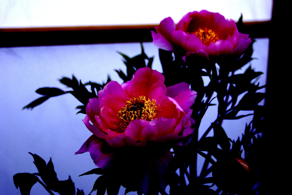 ４　冬の花　牡丹
