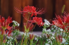 慈恩寺の彼岸花