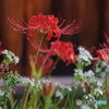 慈恩寺の彼岸花