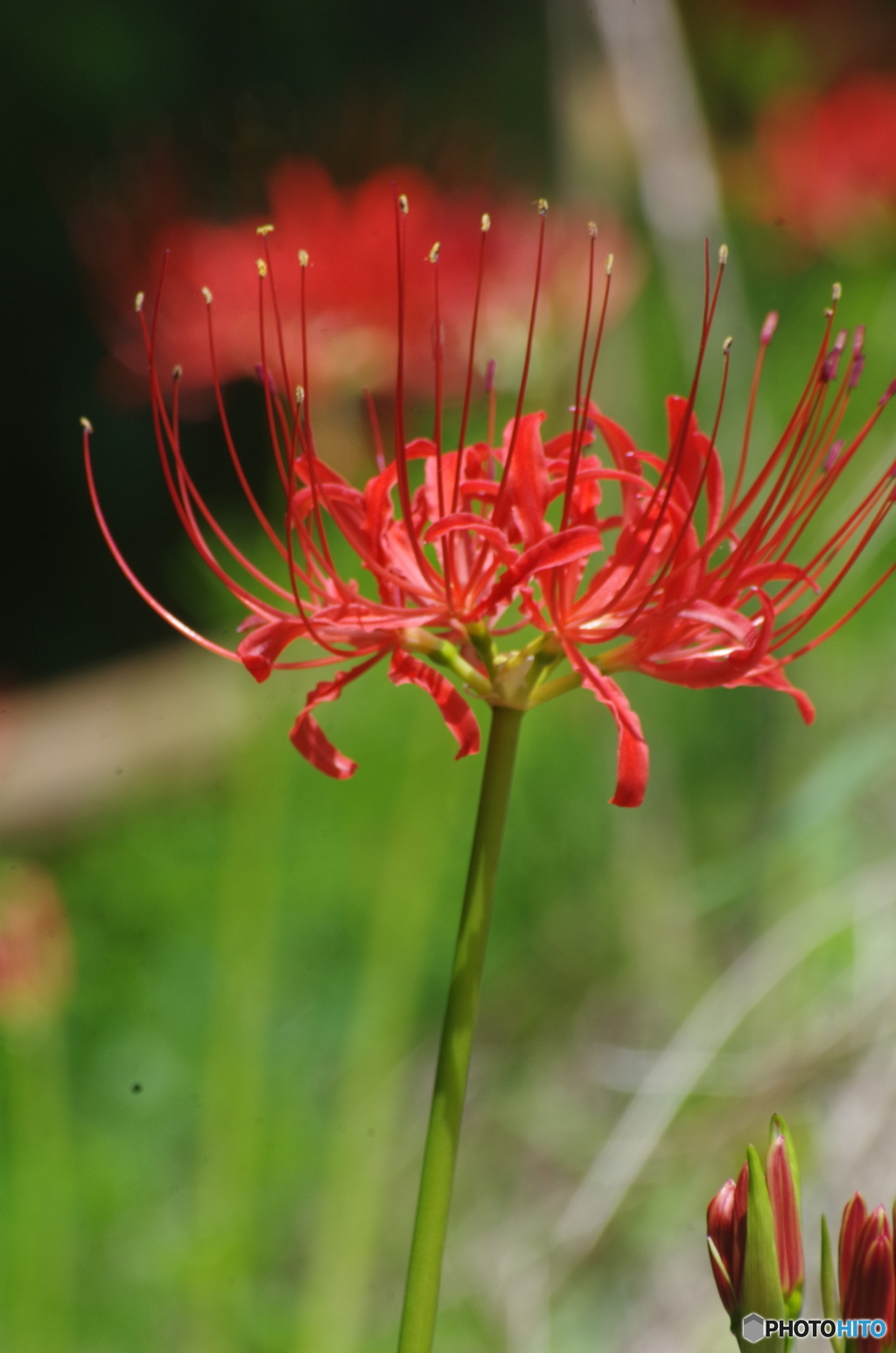 曼珠沙華