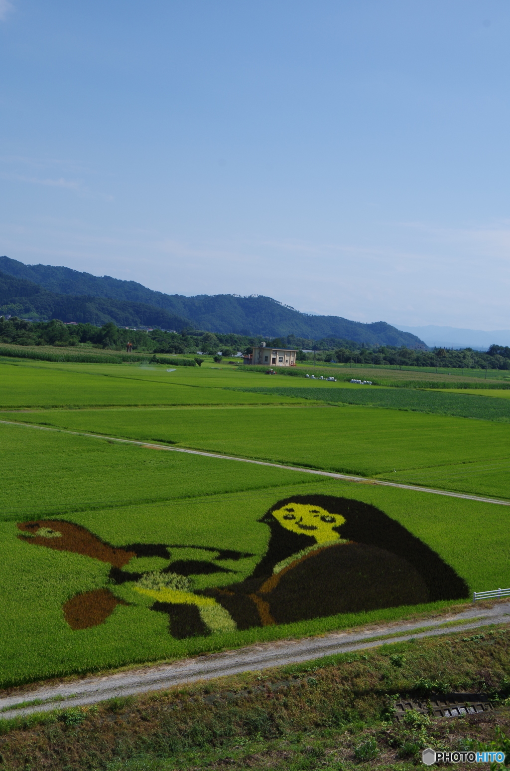 田んぼアート　白鷹編