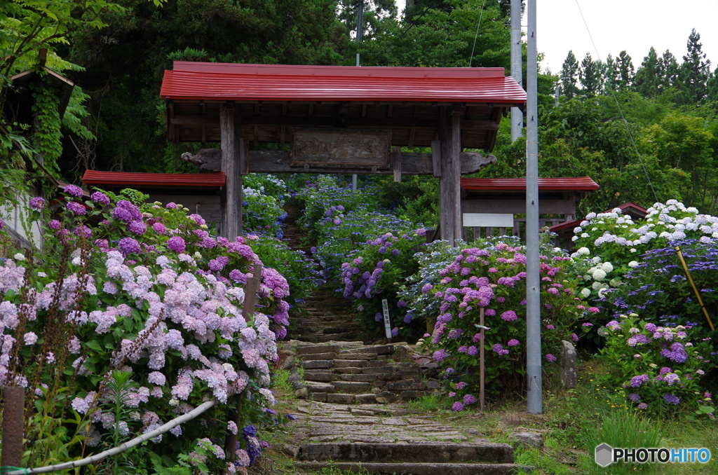 あじさい参道