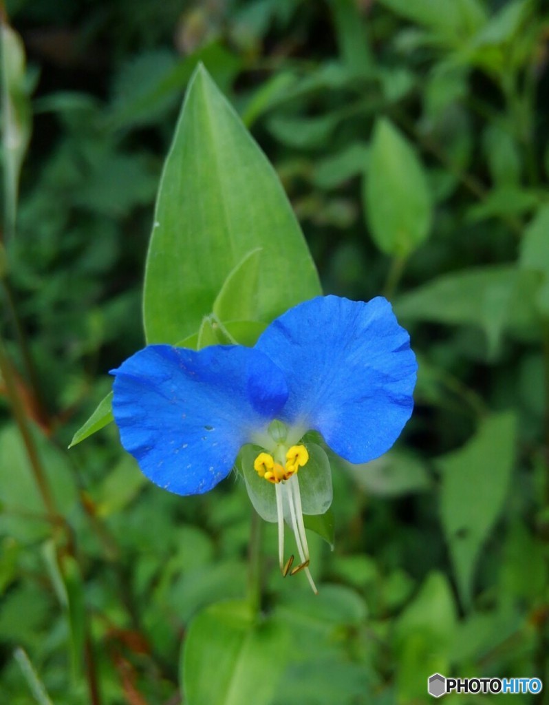 露草