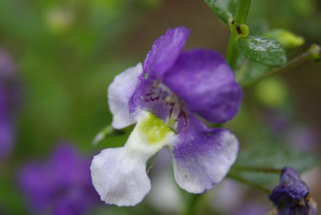 庭の花(アンゲロニア)