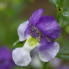 庭の花(アンゲロニア)