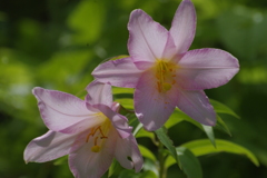 私の心の姿(ヒメサユリの花言葉)