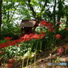 彼岸花とお堂