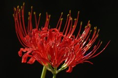 闇に浮かぶ赤い華