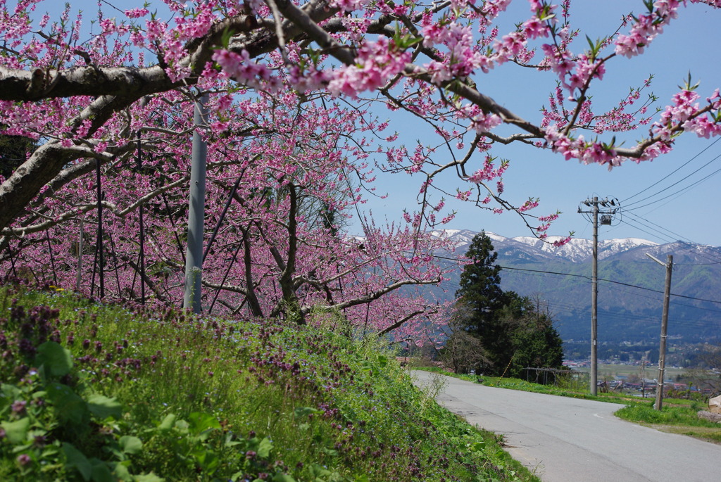 早く食べたいな～　もも大好きなんだ!　