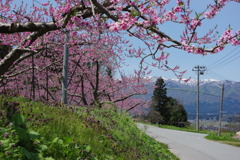 早く食べたいな～　もも大好きなんだ!　