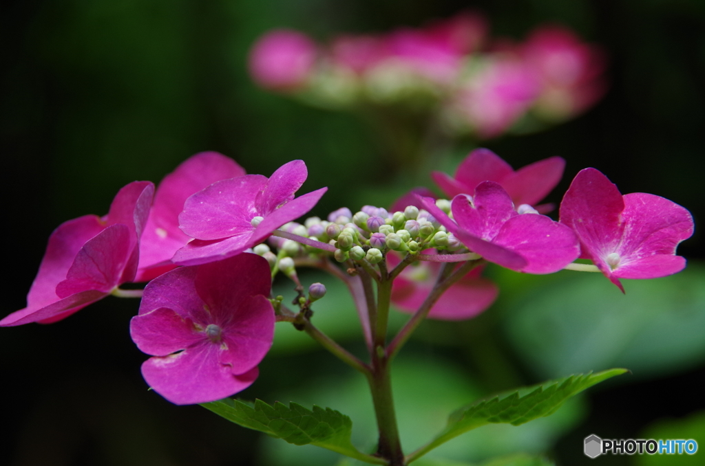 額紫陽花