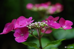 額紫陽花