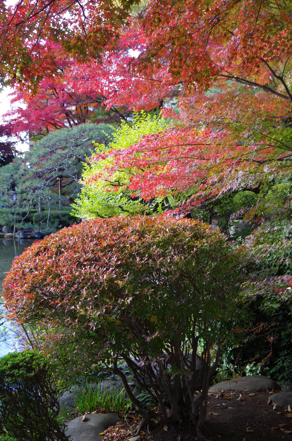 もみじ公園