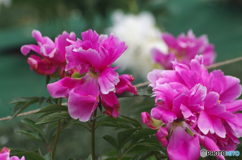 テーマパークの芍薬