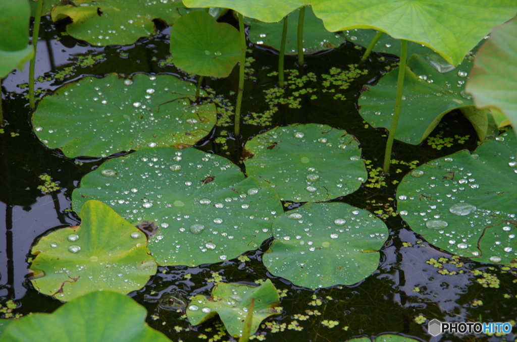 水玉
