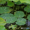 水玉