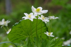 野山の花・二輪草