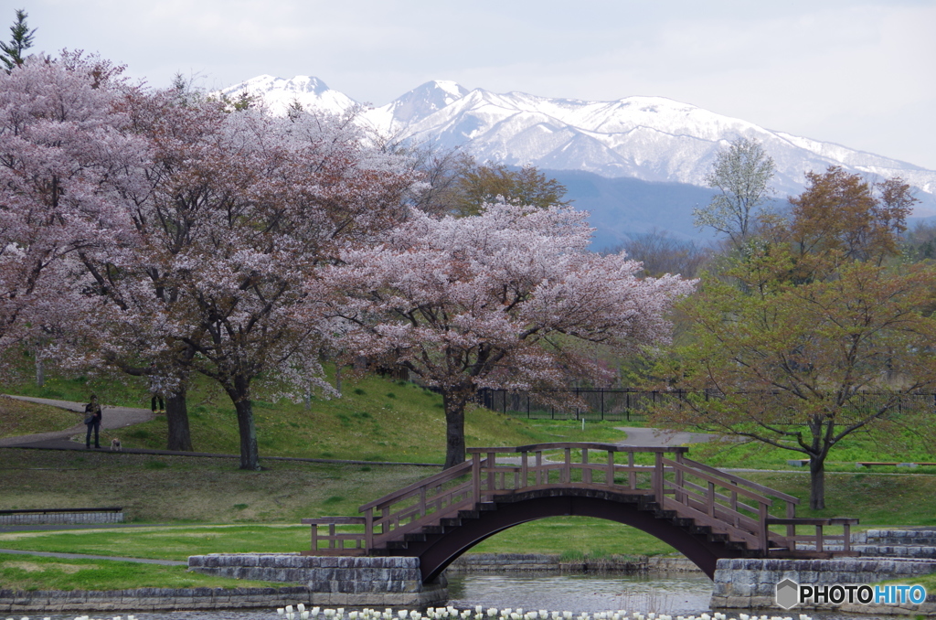 さくらと残雪の山々