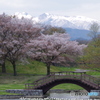 さくらと残雪の山々