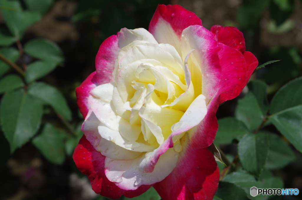 バラ公園の薔薇　５
