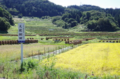 大蕨棚田
