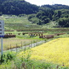 大蕨棚田