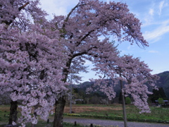 十二の桜