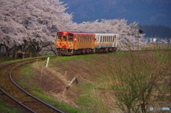 桜とフラワー長井線