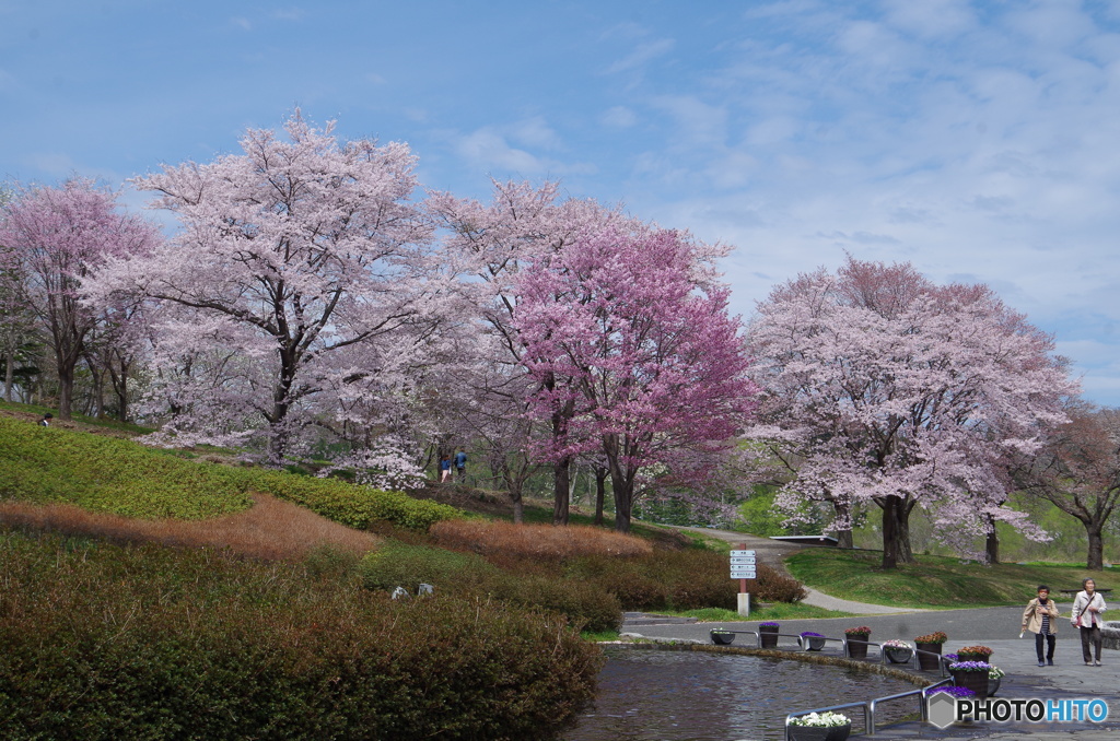 春爛漫の公園でピクニック　２