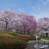 春爛漫の公園でピクニック　２