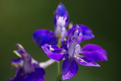 ブルーな・・・夏真っ盛り　!