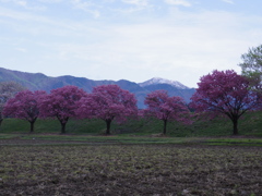 台の沢桜