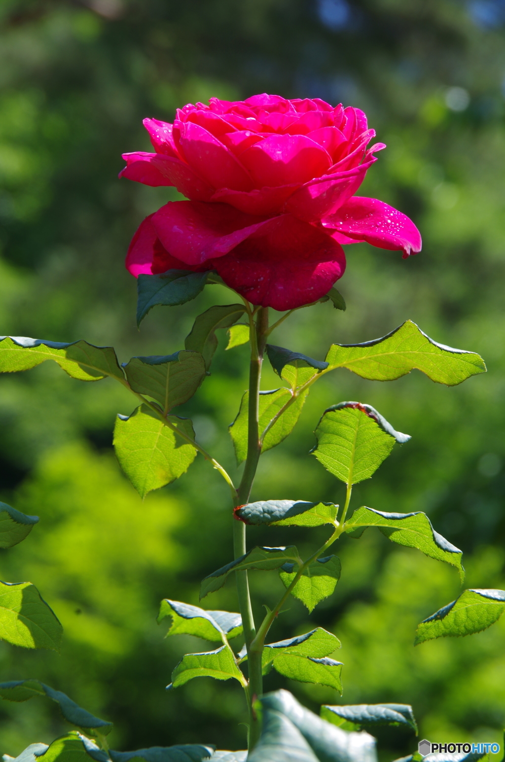 バラ公園の薔薇　２