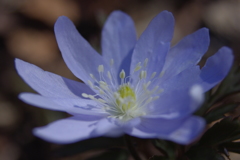 菊咲一華