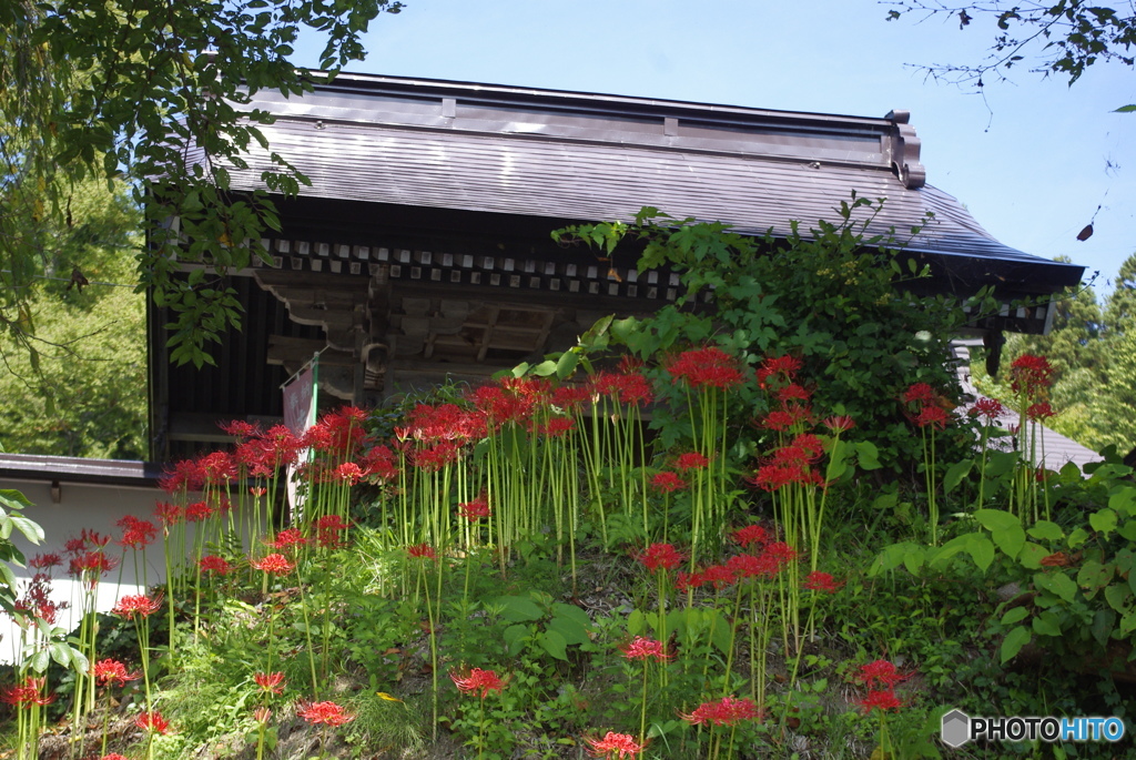 お寺と彼岸花