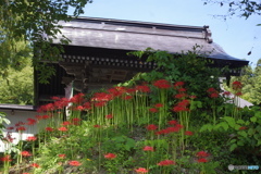 お寺と彼岸花