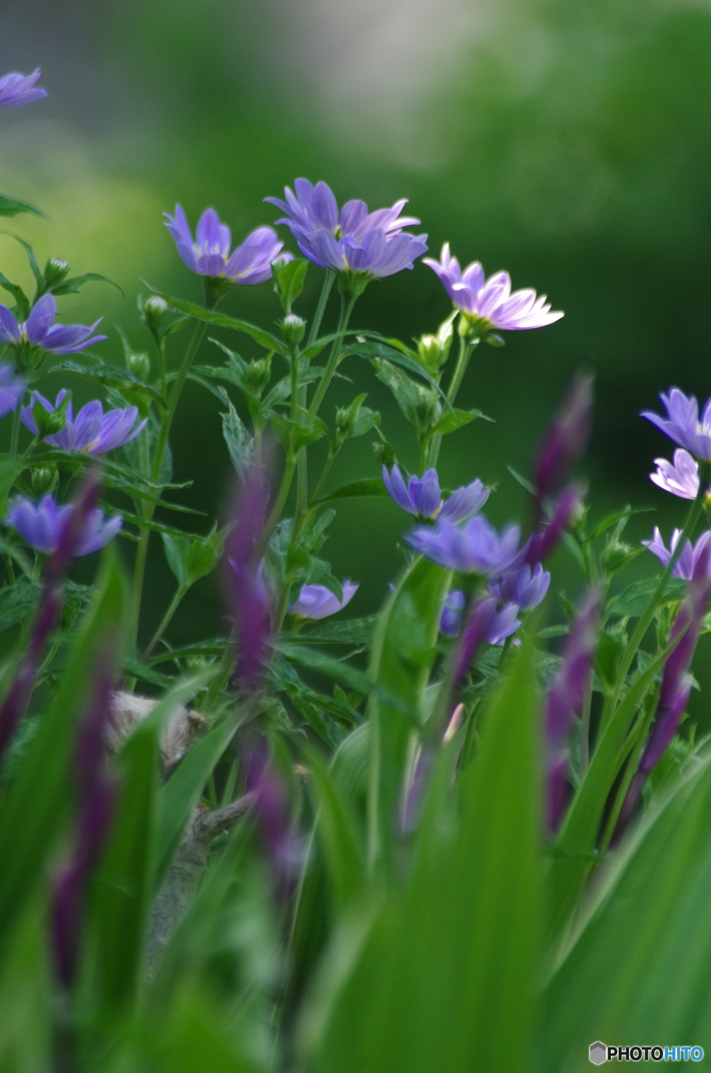 花たち