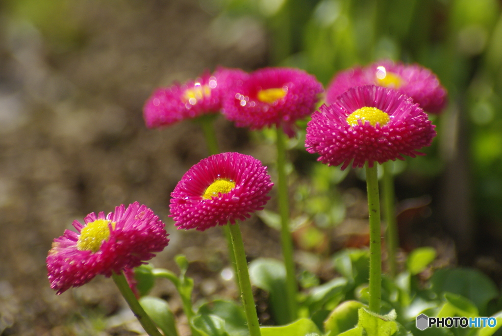庭先の花・デージー