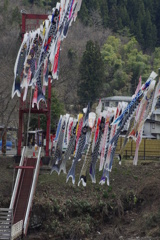 母なる川最上川　　簗場に上がる鯉のぼり