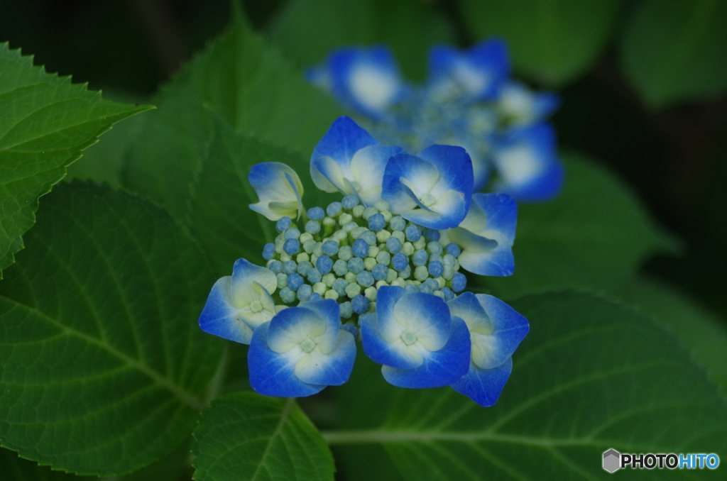 額紫陽花　Ⅰ